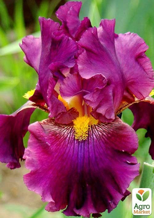 Ирис бородатый крупноцветковый "Cranbery Sanse" 1шт  в упаковке