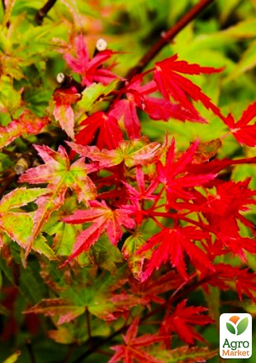 Клен веерный "Феникс" (Acer palmatum Phoenix) контейнер P9