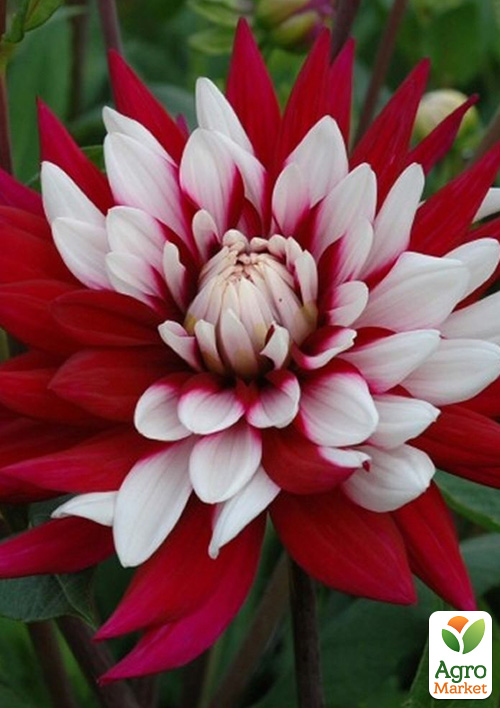 Георгина "Rebecca`s World"