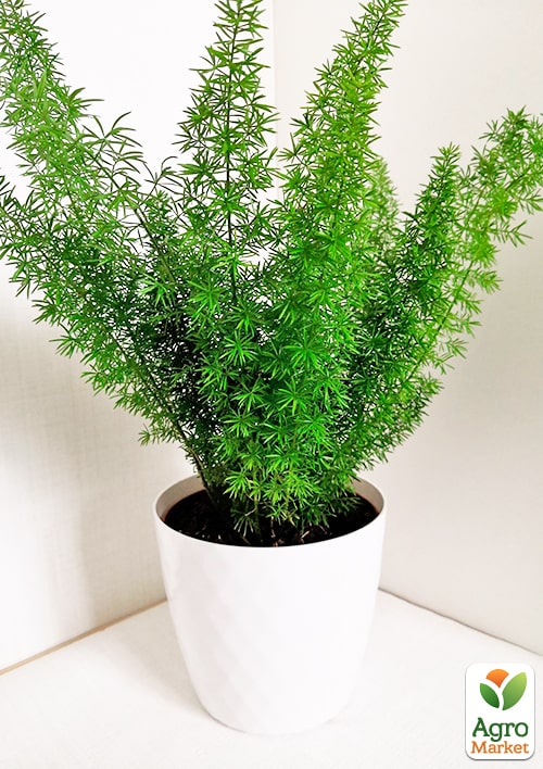 Аспарагус "Meyers" высота 25-35см - фото 7