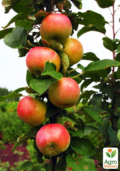 Яблоня колоновидная "Останкино" (осенний сорт, средний срок созревания)