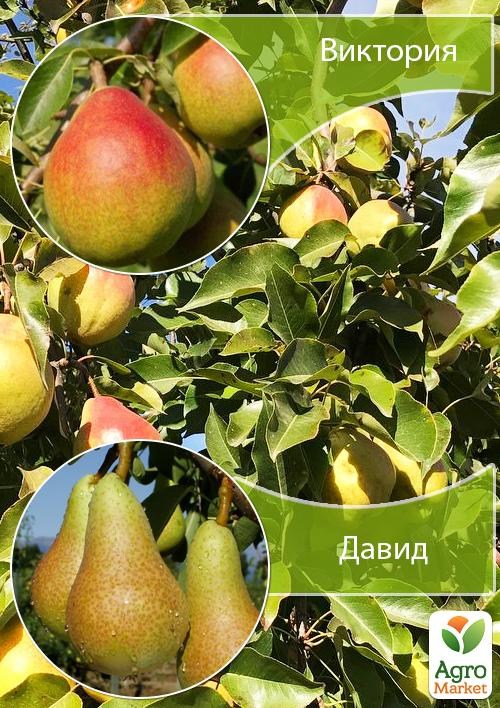 Дерево-сад Груша "Виктория+Давид" 