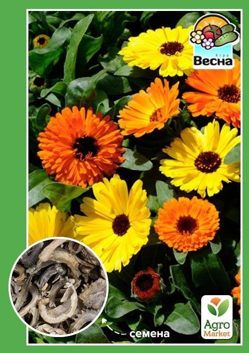 Календула "Карликова Суміш" ТМ "Весна" 0.5г