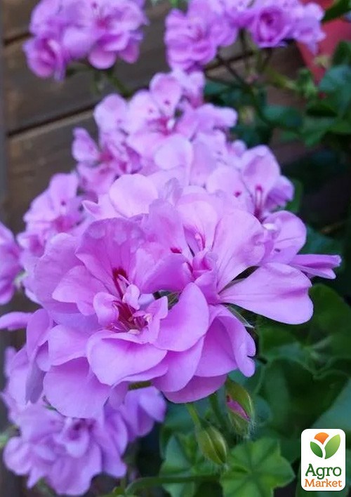 Пеларгония ампельная "Amelit" (контейнер № 10, высота 10-20 см)