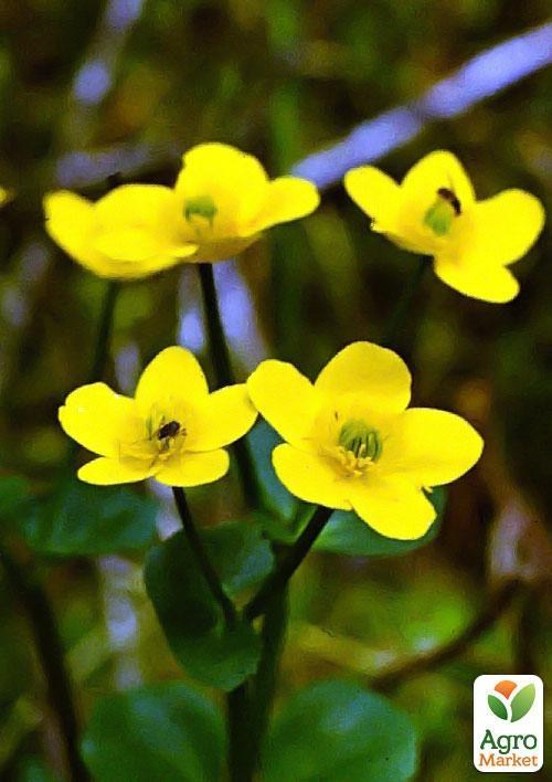 калюжниця болотна