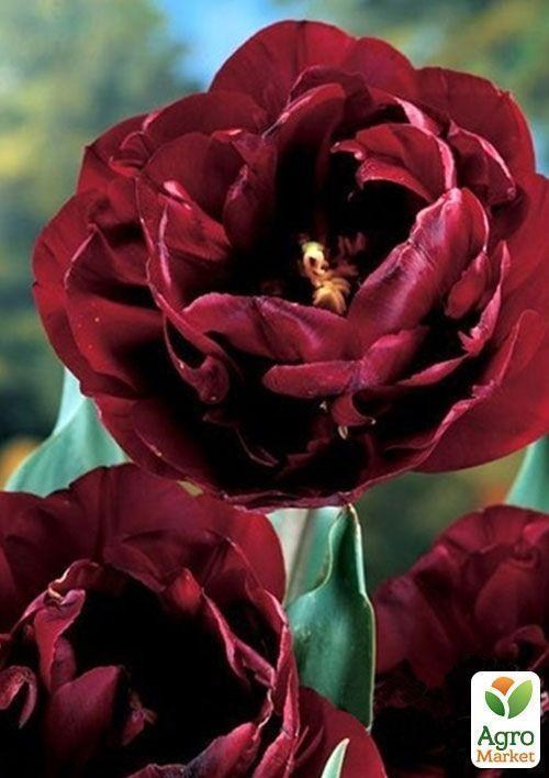 Тюльпан "Uncle Tom" 3шт в упаковці