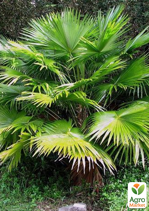 LMTD Пальма "Livistona Rotundifolia" висота 35-45см - фото 6