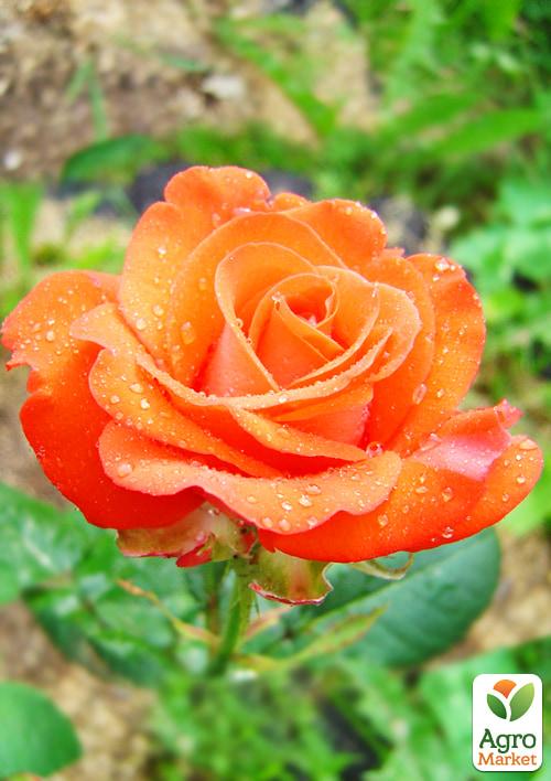 Роза Мініатюрна (кімнатна) "Sparkle Coral" (Нідерланди) - фото 6