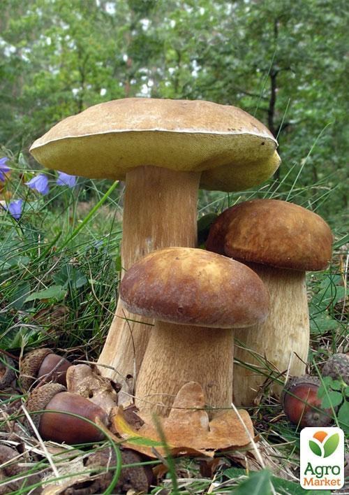 Сухой зерновой мицелий "Белый гриб дубовый" 100г