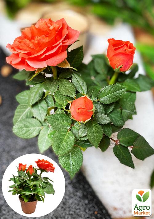 Роза Мініатюрна (кімнатна) "Sparkle Coral" (Нідерланди)
