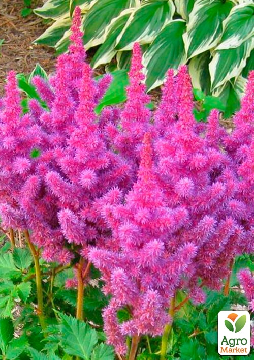 Астильба "Amethyst" 