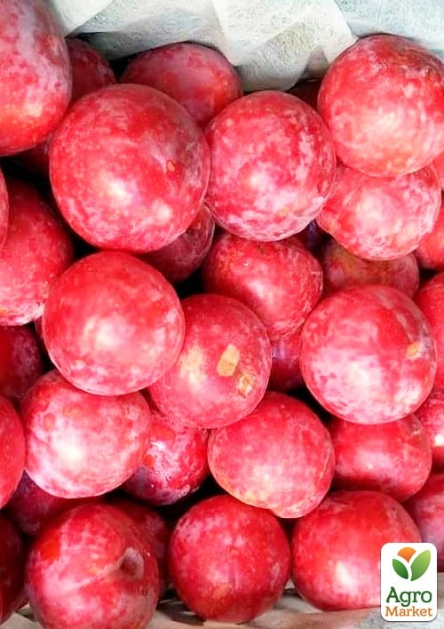 Слива "Пинк Сатурн" укорененная в контейнере (саженец 2 года)