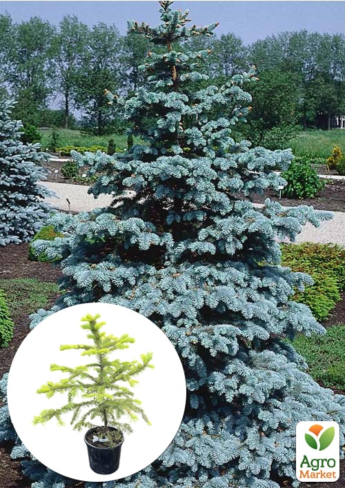 Ялина Мейєра "Picea Meyeri" вазон С2, висота 20-35см