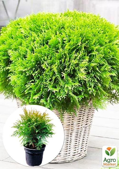 Туя западная "Woodwardii" С3, высота 30-40см