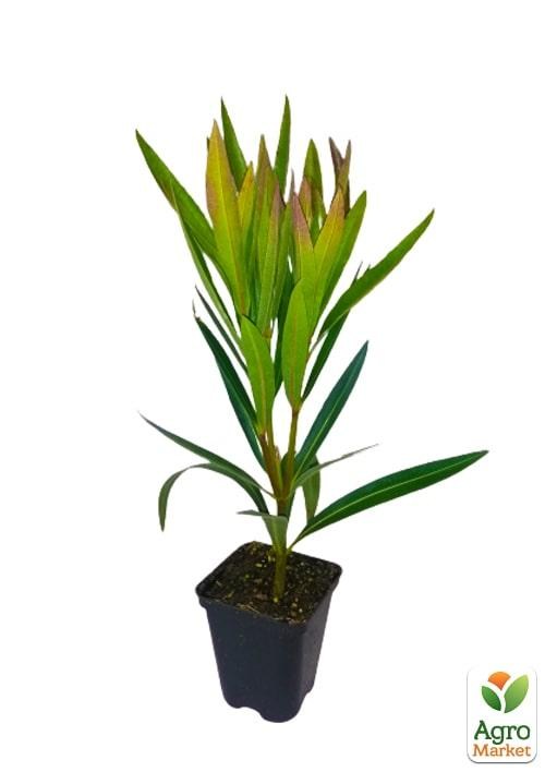 Олеандр желтый "Luteum Plenum" (вечнозеленый кустарник, очень ароматные цветы) - фото 2