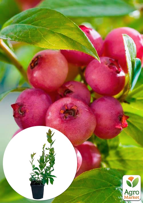 Лохина (чорниця садова) середньопізня "Рожевий лимонад" Ексклюзив!