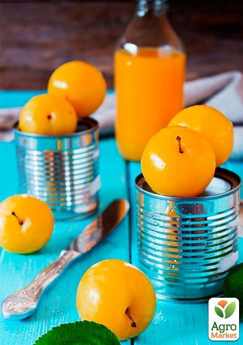 Слива "Желтая Афаска" (летний сорт, средний срок созревания) - фото 5