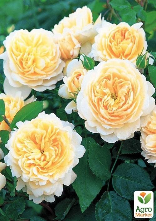 Роза в контейнере английская "Crocus Rose" (саженец класса АА+) - фото 2