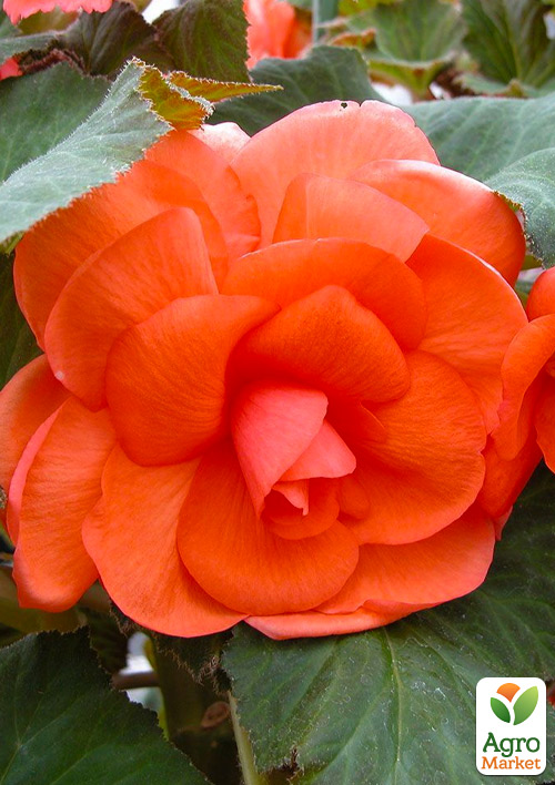 Бегония махровая "Non Stop Orange" 