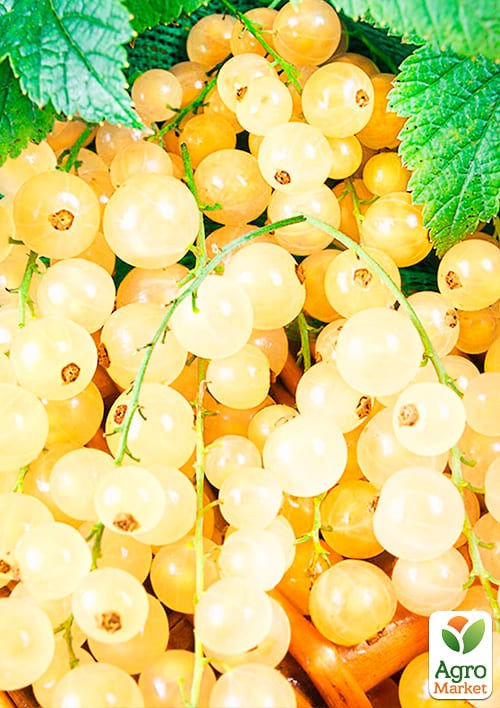 Порічка (смородина) жовта "Імператорська" (середньо-ранній термін дозрівання, високоврожайний сорт) - фото 2