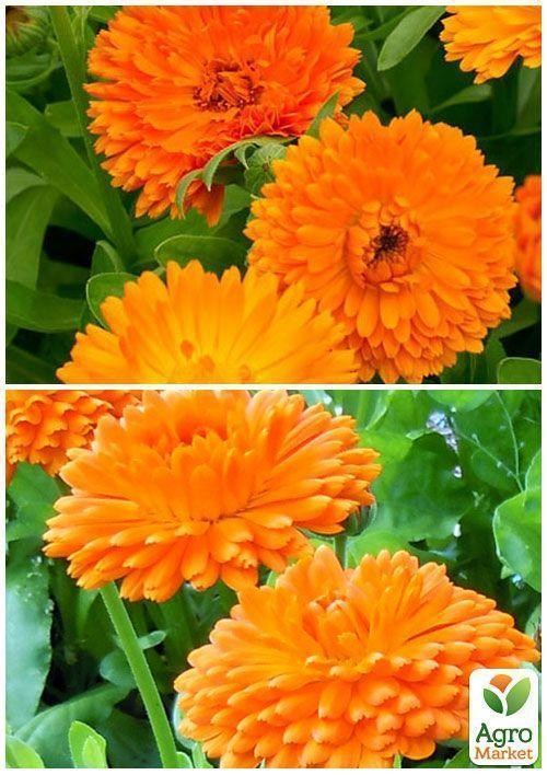 На вагу Календула "Дежавю" ТМ "Весна" ціна за 3г - фото 4