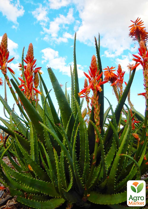 Суккулент "Aloe Arborescens" Столетник (Нидерланды)