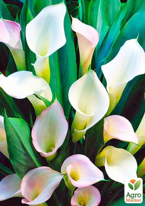 LMTD Зантедеския (калла комнатная) "Crystal Blush"   - фото 7