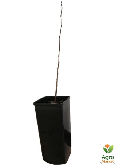 Азимина трилоба "Банановое дерево" (перекрестное опыление, возраст саженца 2 года, садить по 2 шт) - фото 2