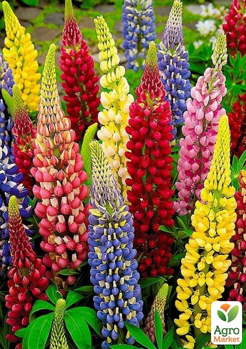 Люпин "Festival Mix"