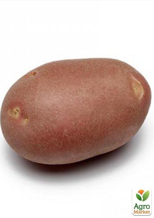 Картофель "Моцарт" семенной среднепоздний (на жарку, 1 репродукция) 1кг - фото 4
