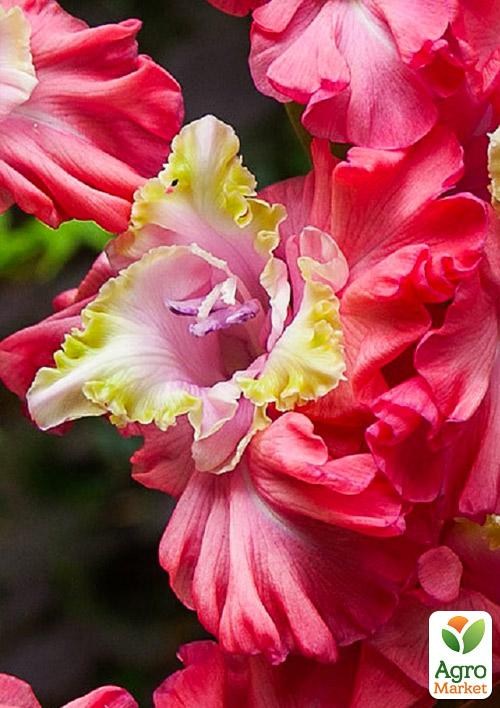 Гладиолус "Broken Heart Frizzle" 