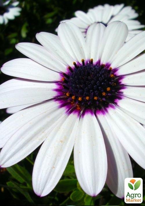 Остеоспермум "Soprano white" (контейнер № 10, высота 10-20 см)