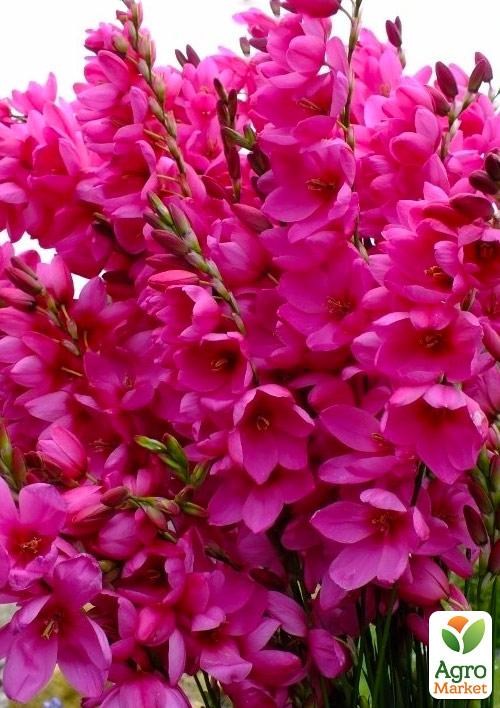 Иксия "Mabel" 5шт в упаковке