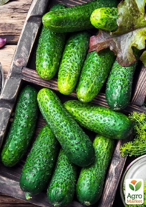 Огурец "Муравей" (в банке) ТМ "Весна Органик" 15шт