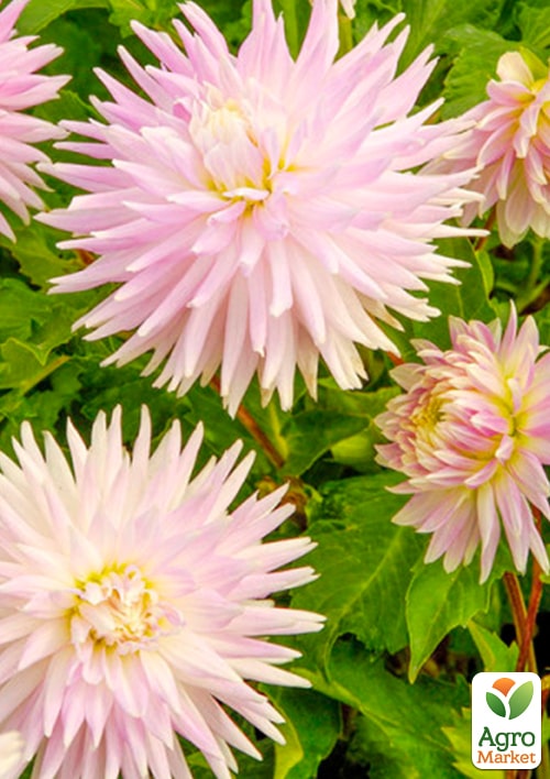 Георгина "Kiev" - фото 2