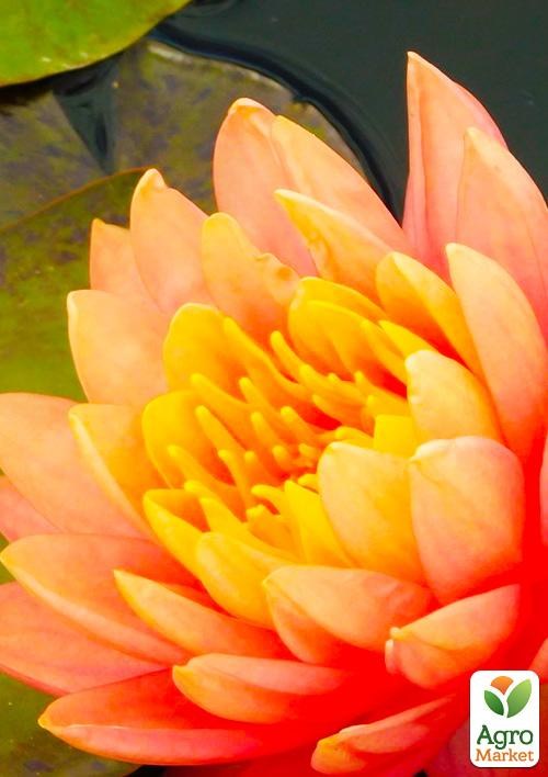 Нимфея "Perry`s Orange Sunset" - фото 3