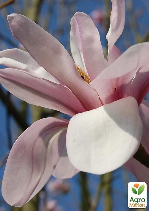 Магнолия иволистная "Salicifolia" (возраст саженца 2,5 года)