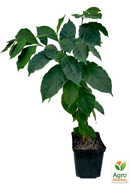 Кава 2х-річна "Арабіка" висота 25-50см - фото 2