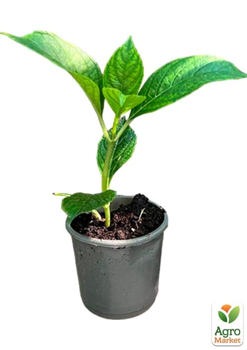 Гортензія деревоподібна "Hayes Starburst" - фото 5