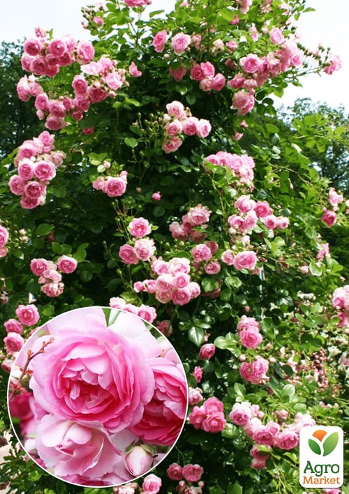 Роза в контейнере плетистая "Jasmina" (саженец класса АА+) - фото 3