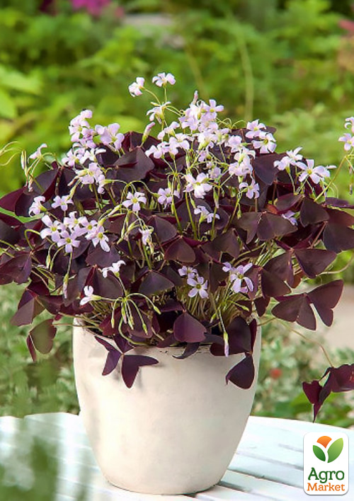 LMTD Оксалис (кислица) "Triangularis" высота растения 10-15см - фото 7