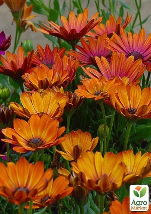 Остеоспермум "Orange Sunrise" (контейнер № 10, высота 10-20 см)