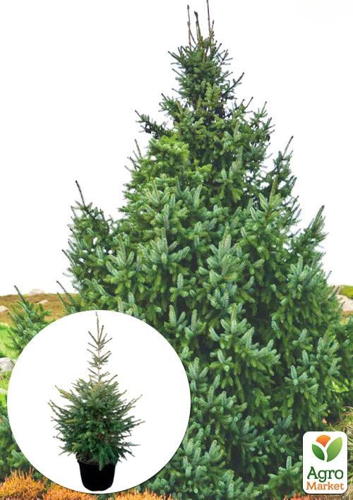 Ялина «Сербська» С20, висота 70-120см