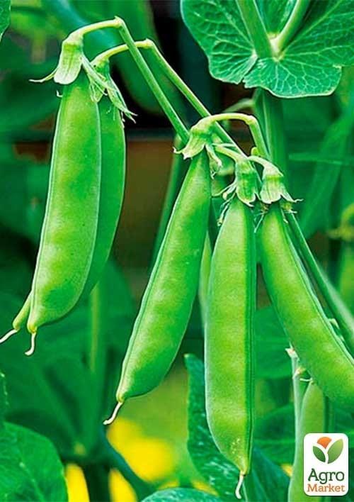 Горох "Липтон" ТМ "Hazera" 100000шт