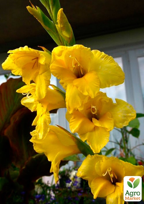 Гладіолус "Nova Lux" - фото 4