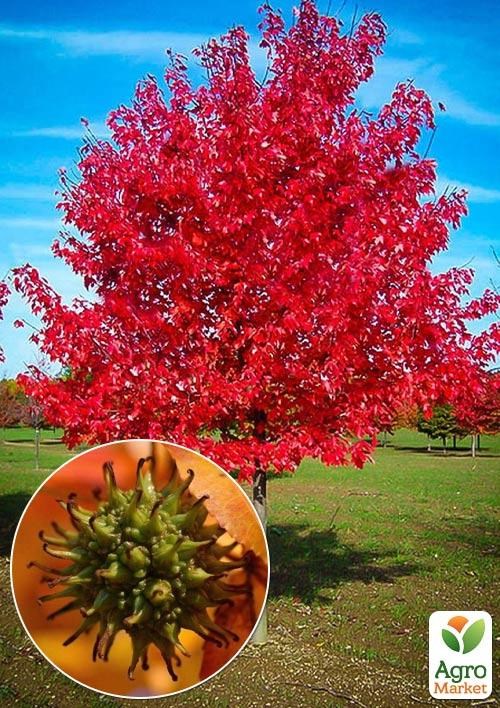 Ликвидамбр 2х летний смолоносный (вазон С3, высота 100-120см)