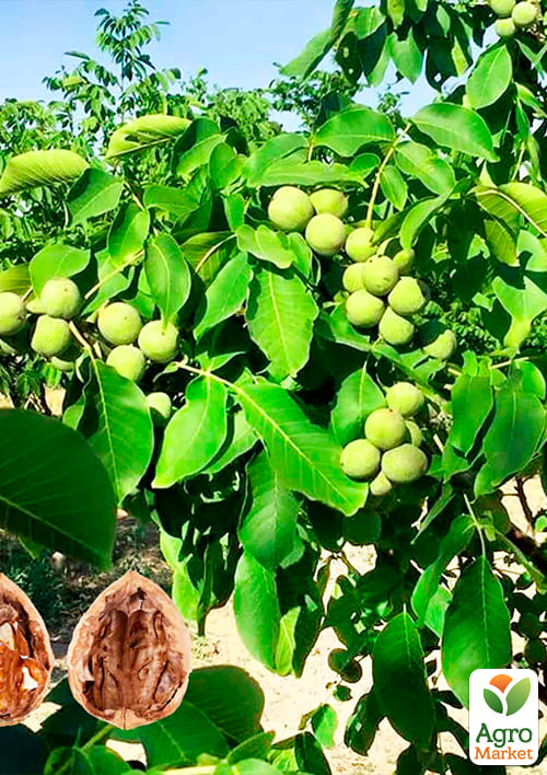 Грецкий орех "Буковинская бомба" (средний срок созревания) - фото 4