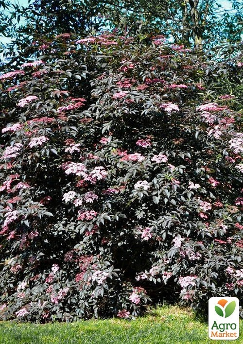 Бузина черная "Black Beauty" контейнер Р9 - фото 3