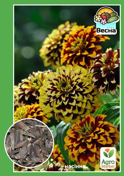 Цинія "Перський килим" ТМ "Весна" 0.4г