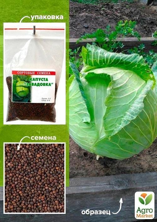 Капуста "Завадовка" ТМ "Весна" 100г